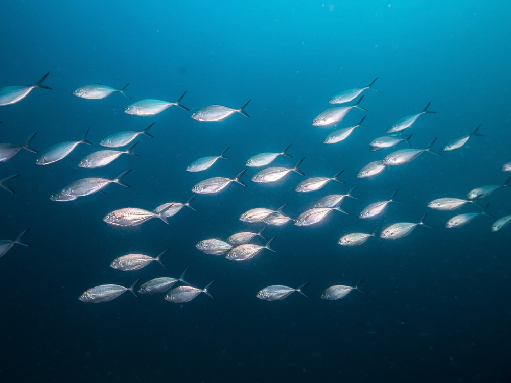 Herring in the middle of the sea