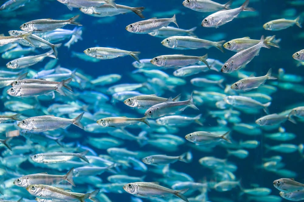 Group of shad swimming in the ocean