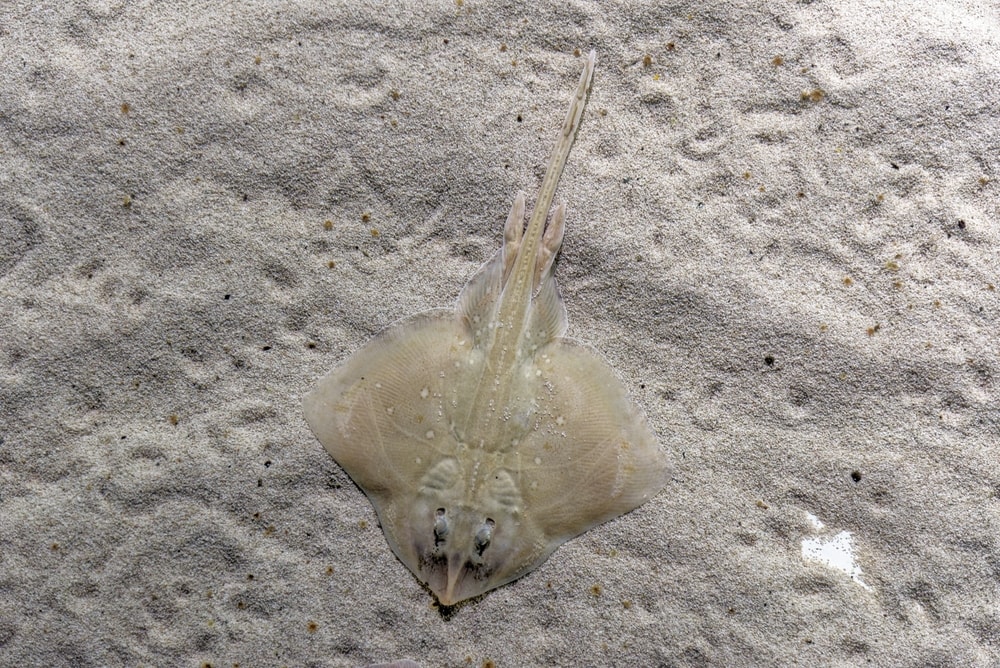 Skate laying on the shore