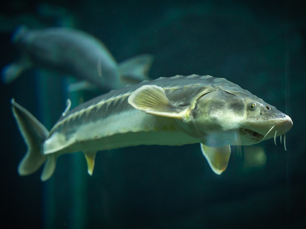 Close up photo of Sturgeon