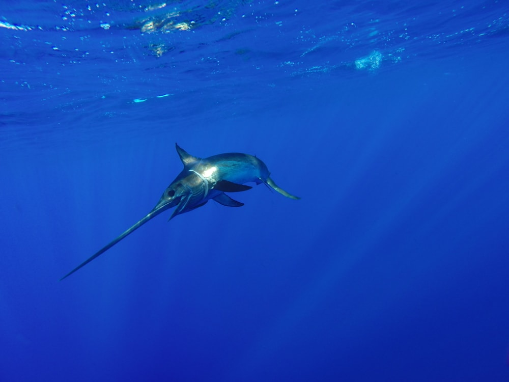 Swordfish with sunrays