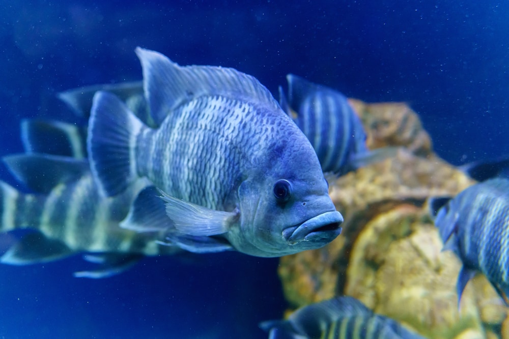 Close up shot of Tilapia in blue ocean