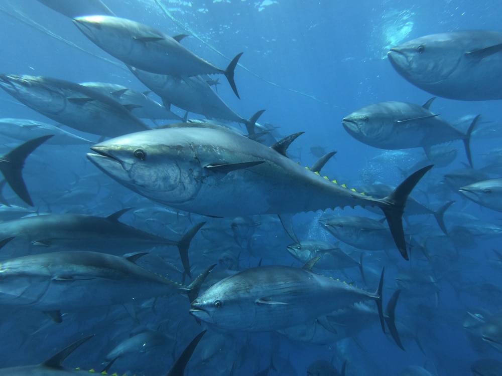 Group of tuna swimming fast in the ocean