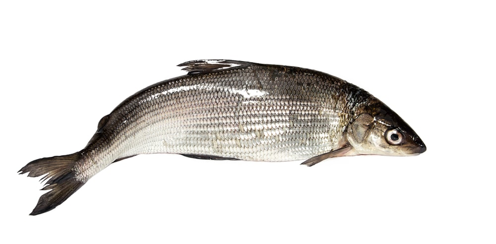 Whitefish on white background