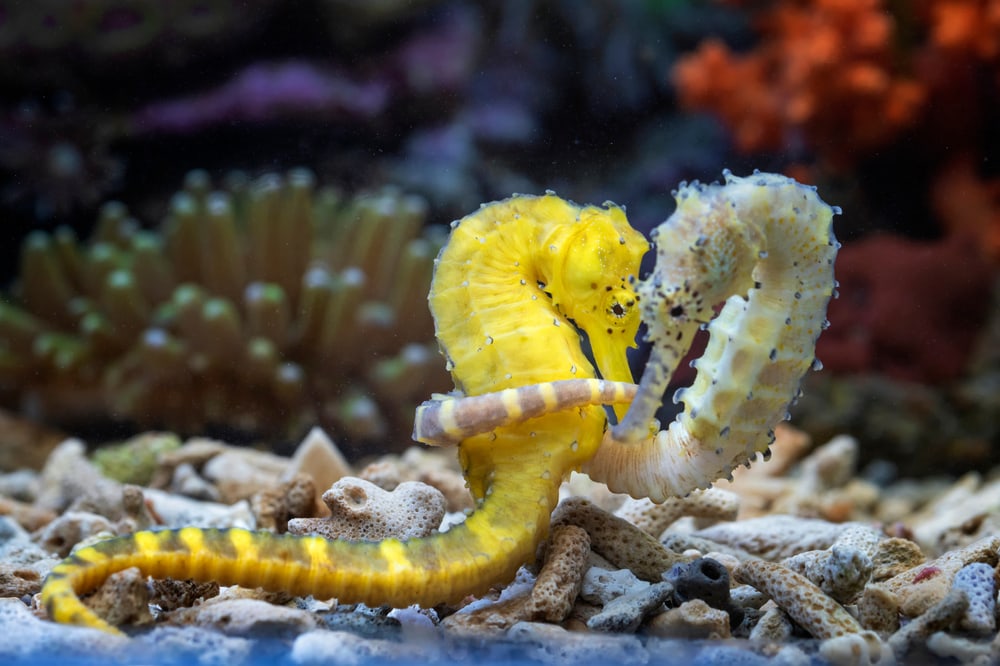 Two seahorse hugging each other