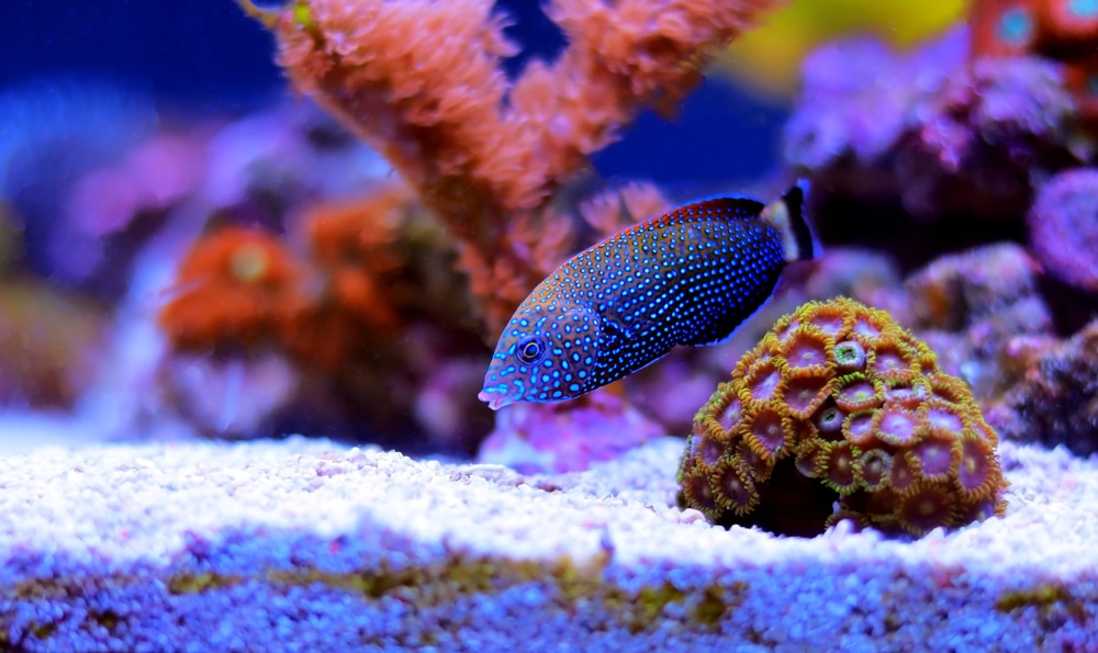 Wrasse swimming down the pebbles