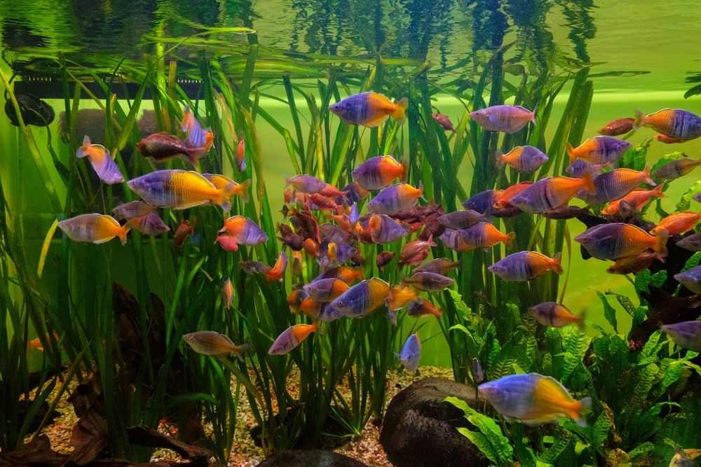 Rainbowfish inside an aquarium