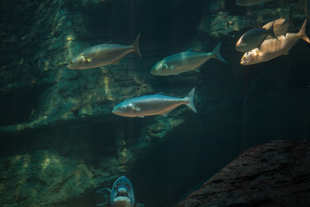 Bluefish (Pomatomus saltatrix) in the deep dark ocean