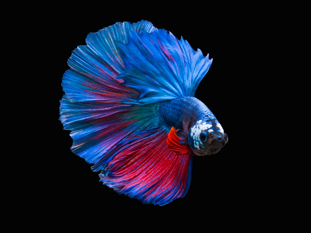 Beta fish on black background