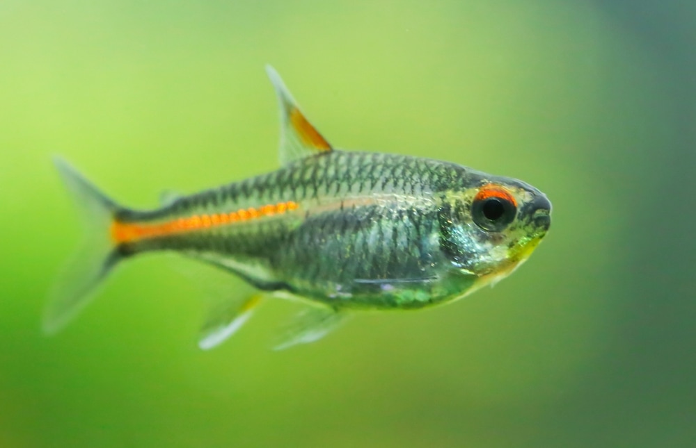 Tetras with moss in the background