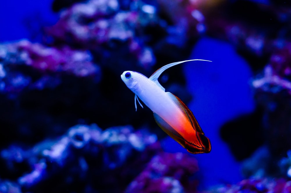 Gobies in neon lights