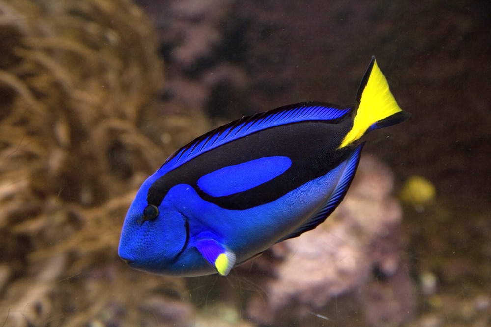Focused shot of Tangs