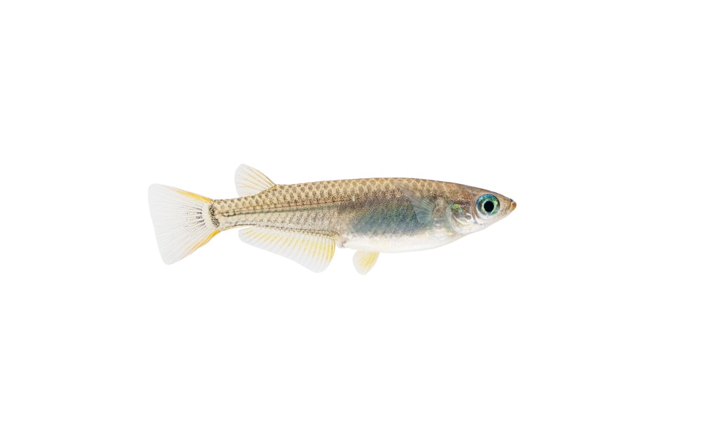 Killifish in white background