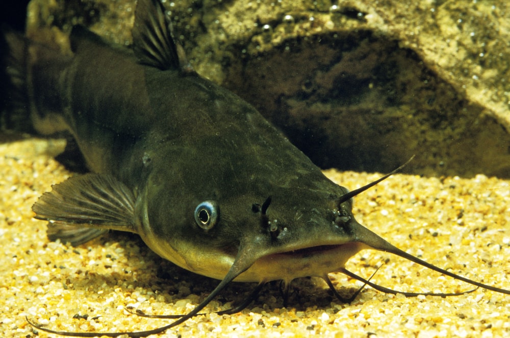 Bullhead laying on pebbles