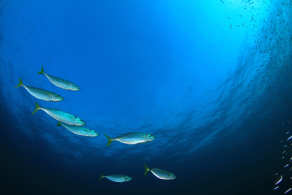 Mackerel swimming in blue ocean