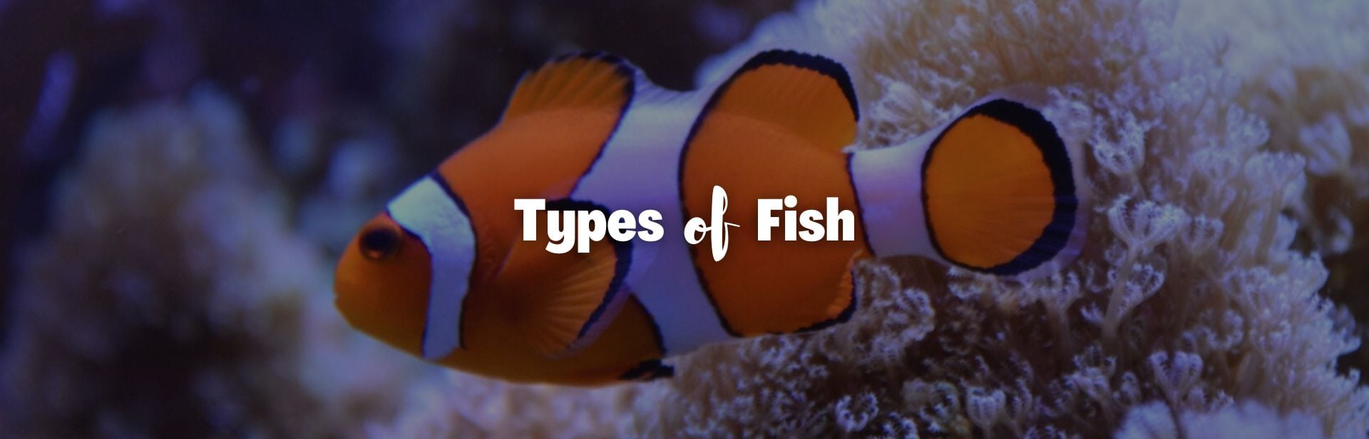 Types of fish featured image