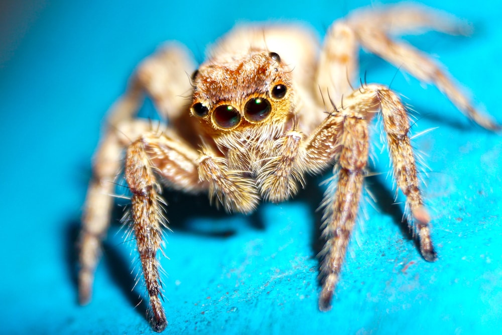 Himalayan Spider (Euophrys omnisuperstes) laying on a blue cloth