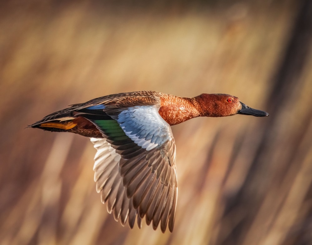 close up image of a cinnamon teal in flight