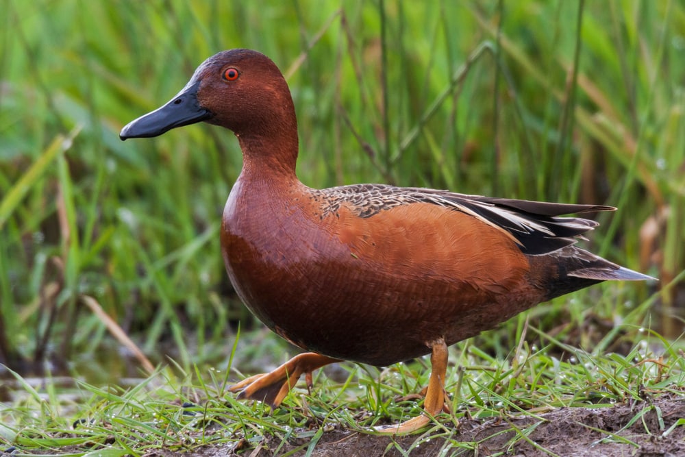 a cinnamon teal drake walking on grass