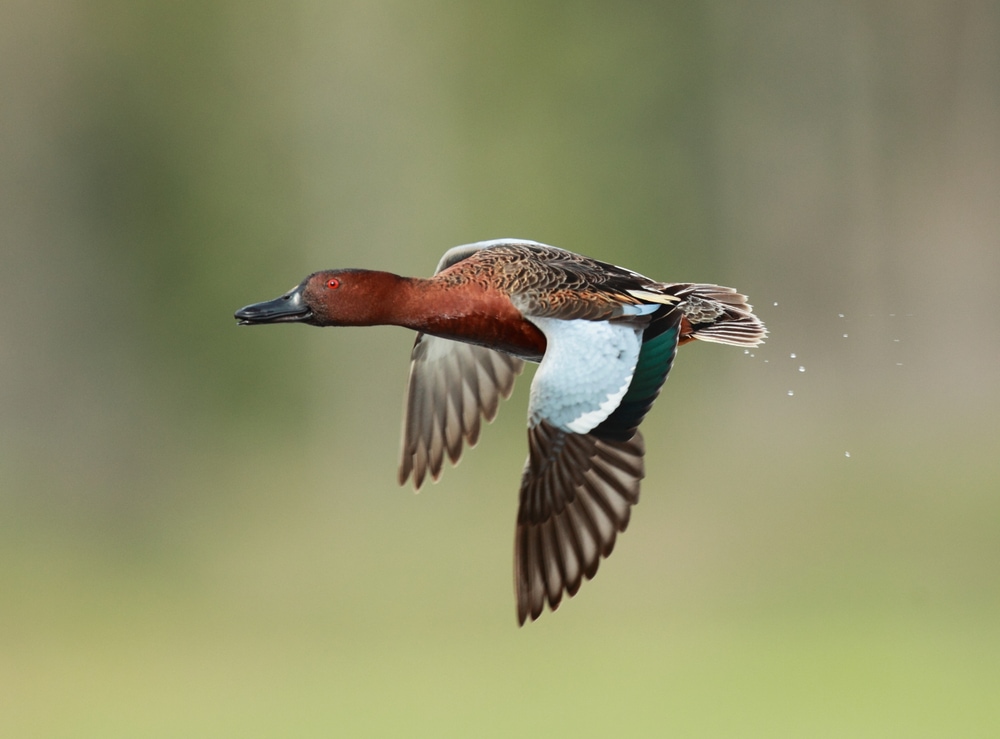 image  of a cinnamon teal in flight