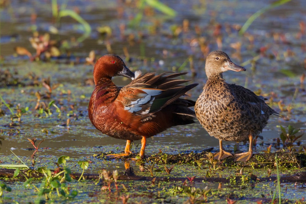 image of a pair of male and female cinnamon teals