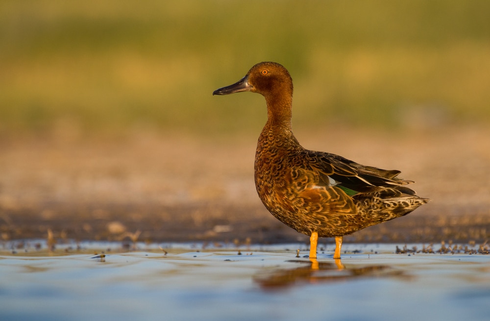 image of a cinnamon teal standing on a marshland