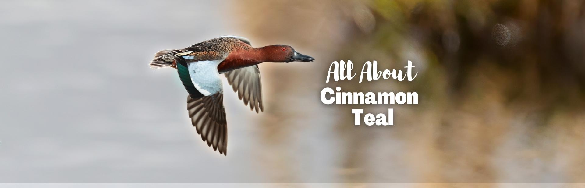cinnamon teal featured image