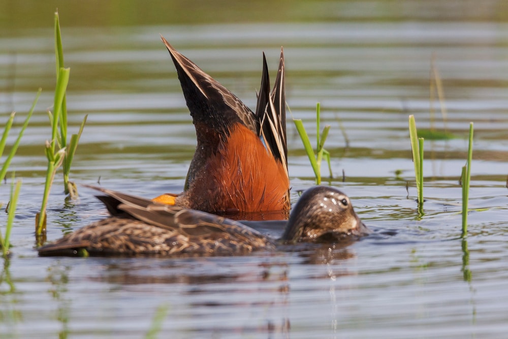 a cinnamon teal drake diving its head underwater to feed