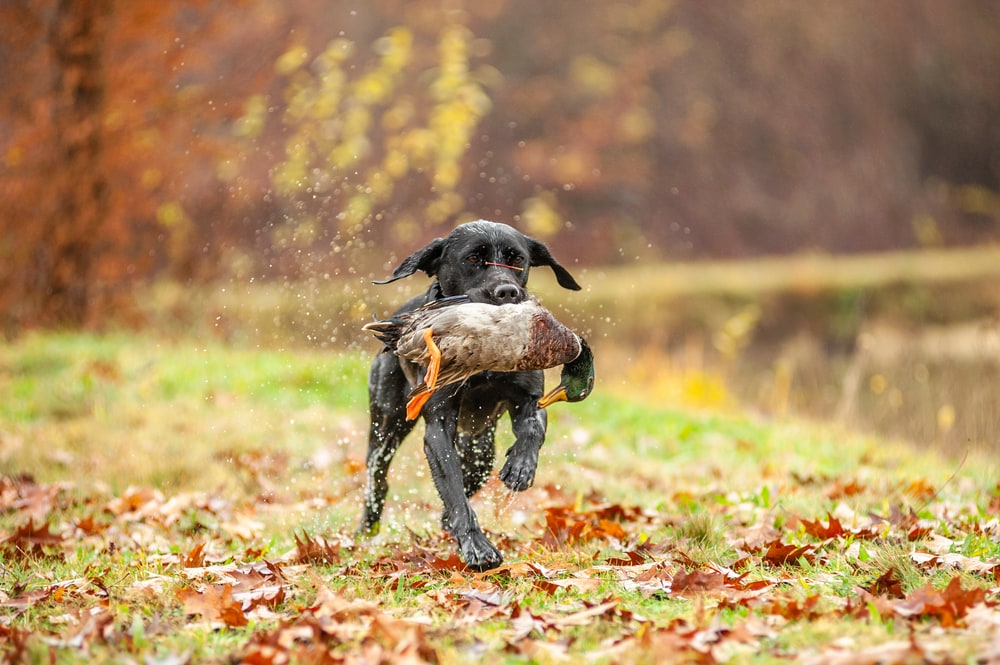 a black labrador with a captured mallard in its mouth