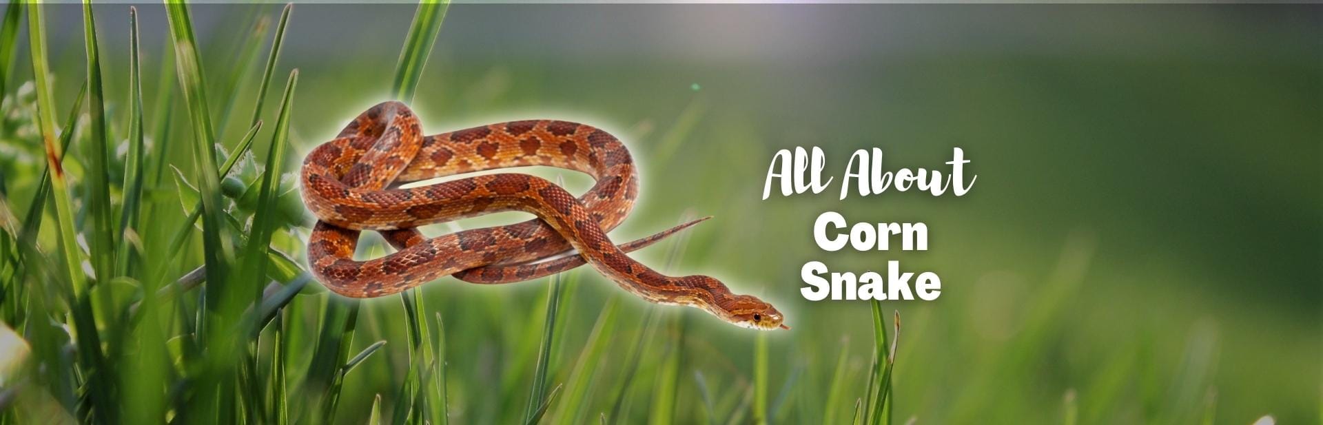 corn snake featured photo