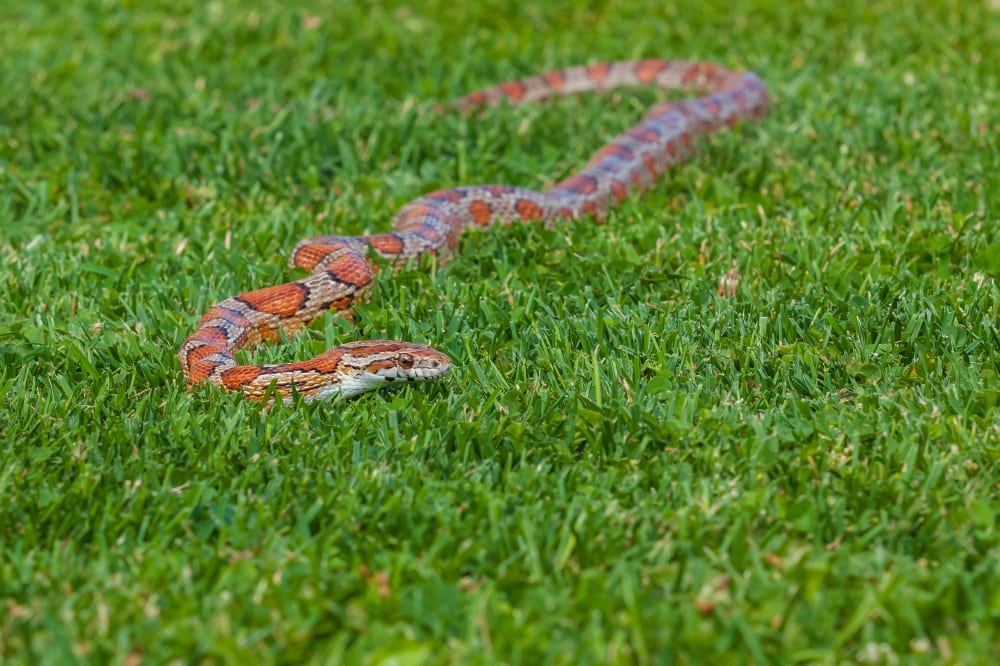 image of a corn snake slithering on grass