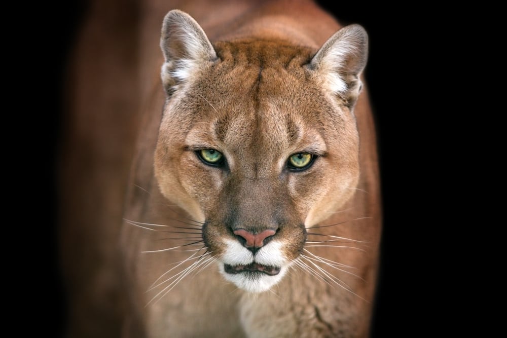 focused image of a cougar isolated on a black background
