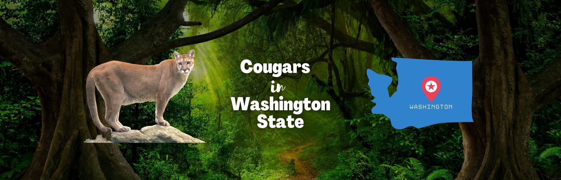 cougars in Washington State featured photo
