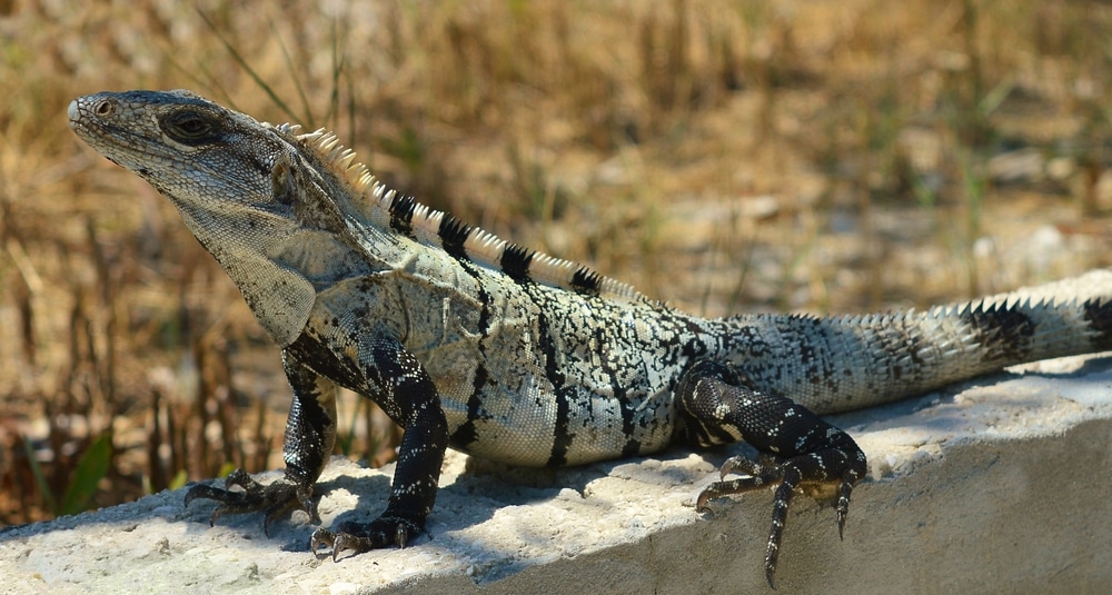 image of a black spiny-tailed iguana on a concrete 