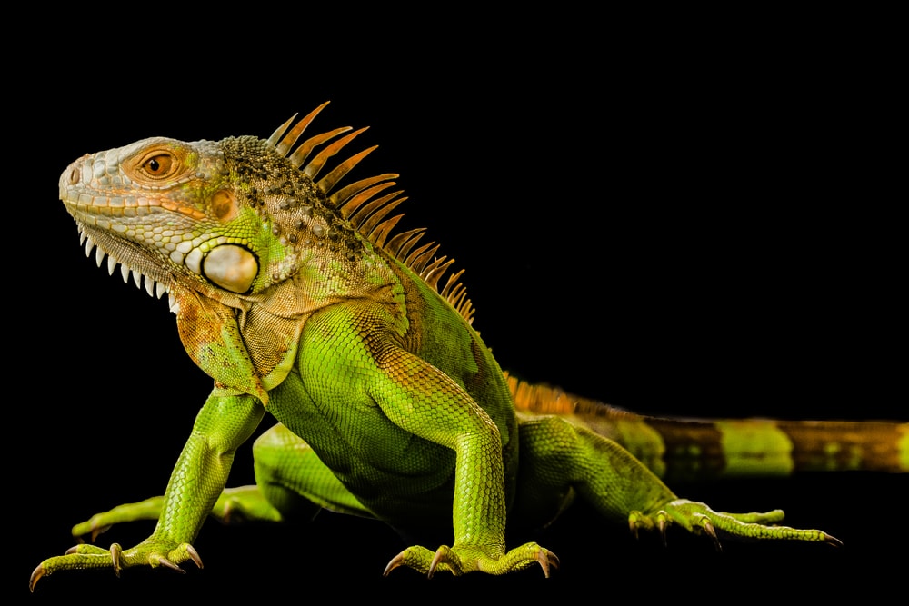 image of a green iguana isolated on a black background