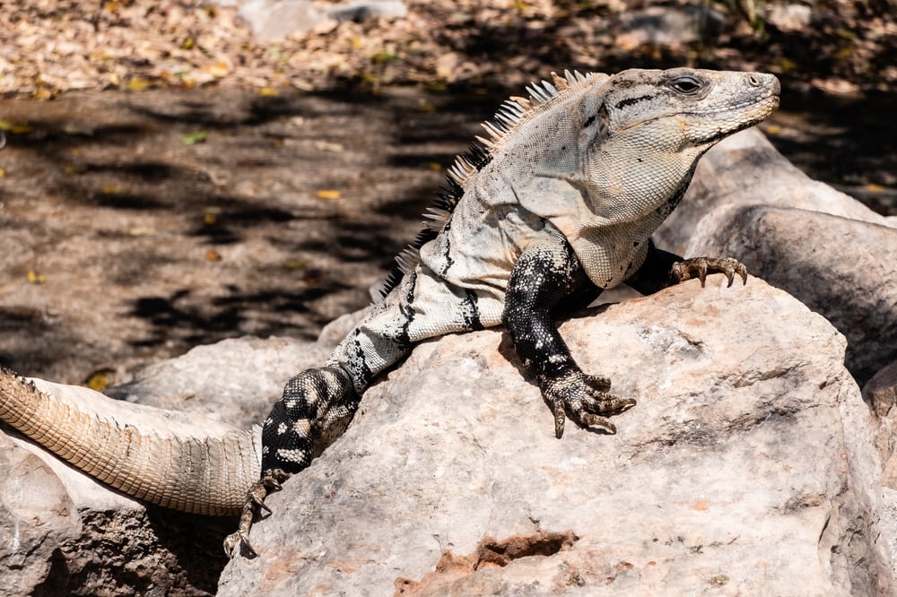 image of a Mexican spiny-tailed iguana on a rock