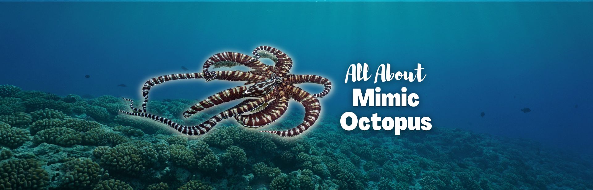mimic octopus featured image