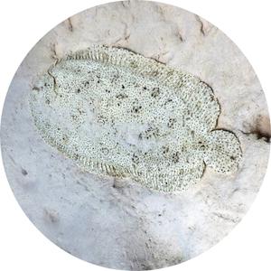 image of a sole (flatfish) camouflaging in the sand