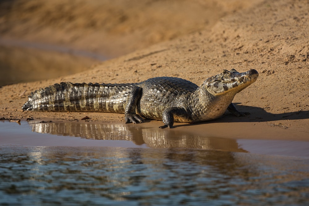 a large caiman basking on a riverbank 