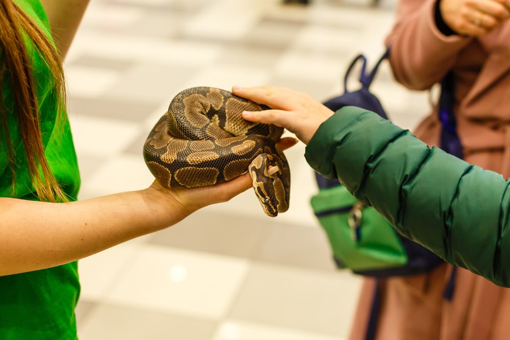 image of a man holding a young python