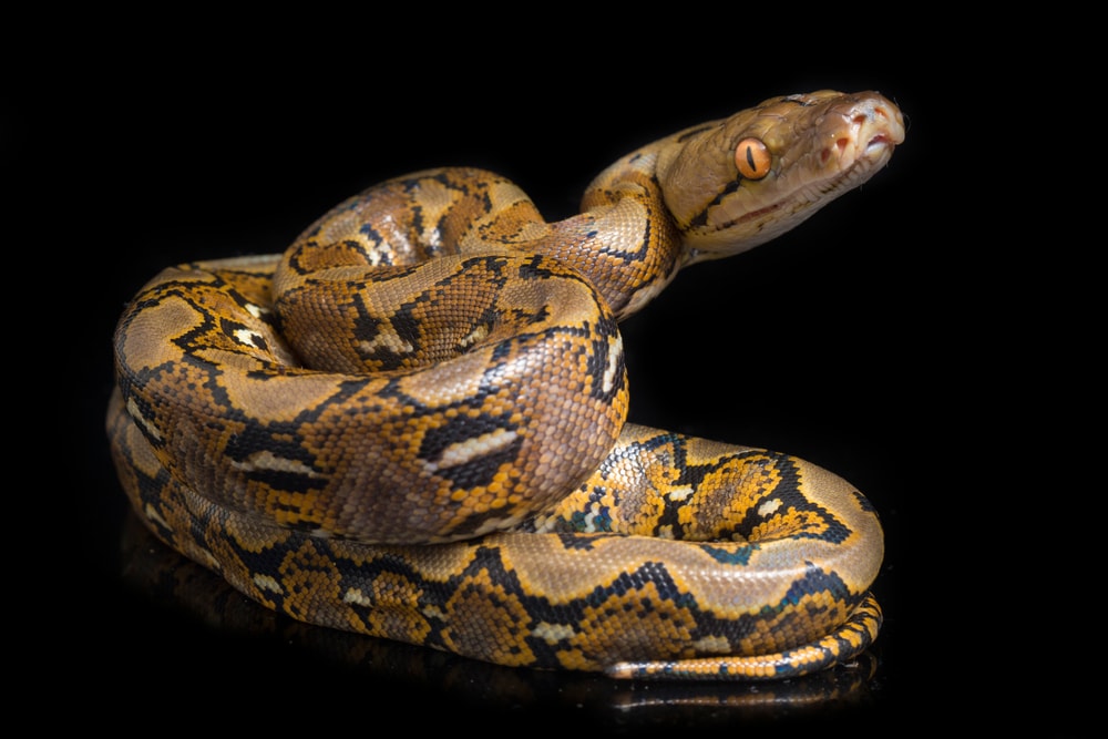 a coiled reticulated python isolated on a black background