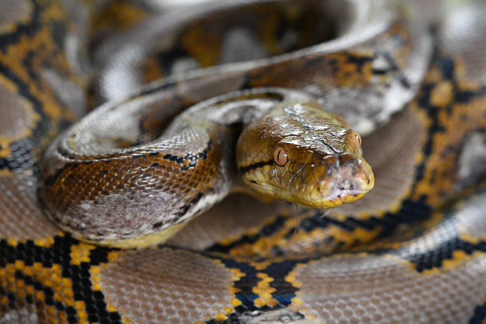 close up image of a coiled reticulated python