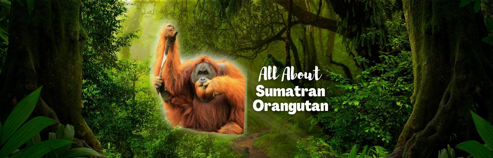sumatran orangutan featured image