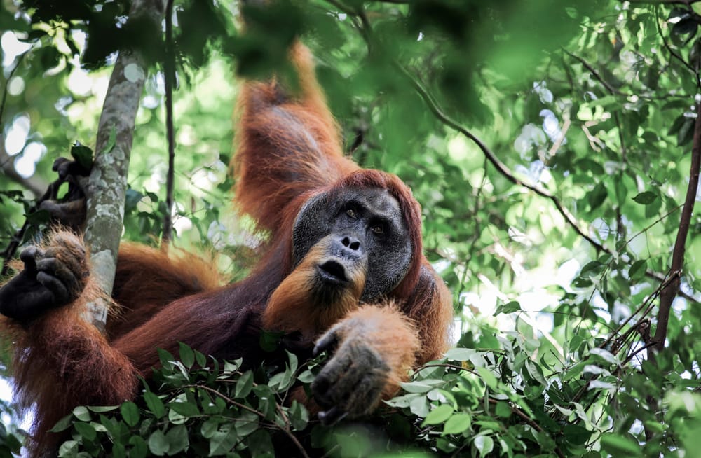 a male Sumatran orangutan on a tree in Gunung Leuser National Park