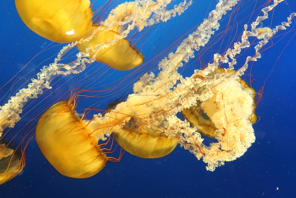the Japanese Sea nettle swimming on the ocean