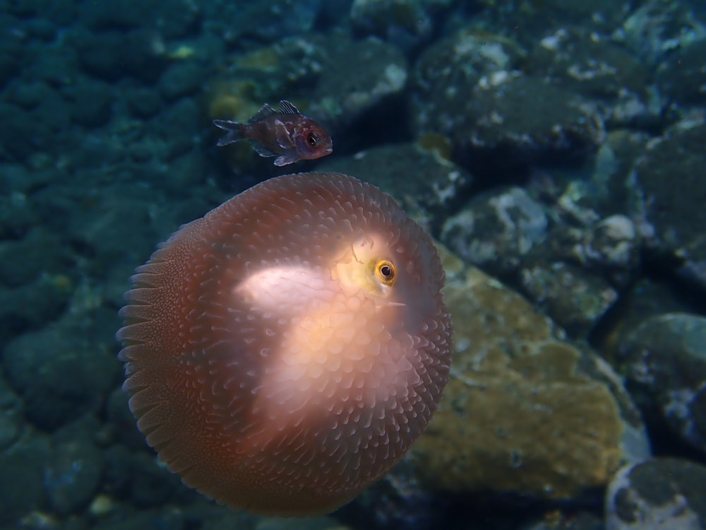 a jellyfish eating a fish