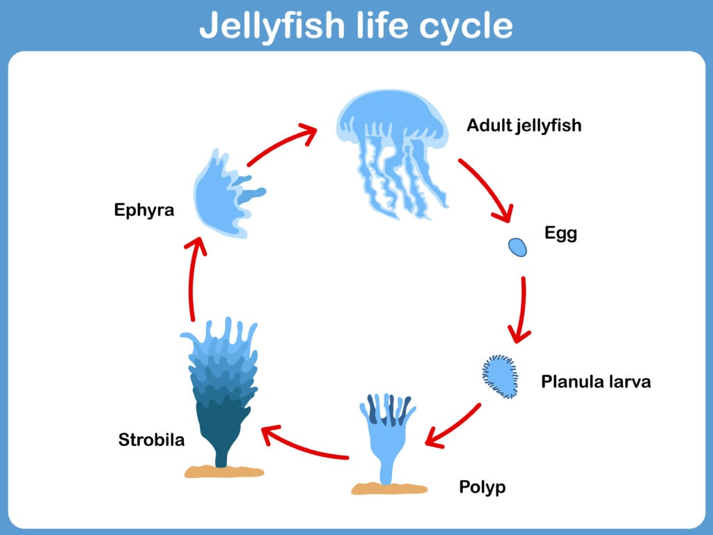 illustration of a life cycle of a jellyfish