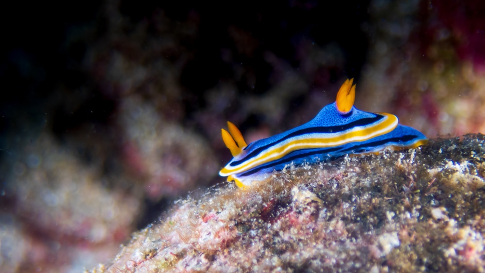 image of sea slug attached on a sea rock