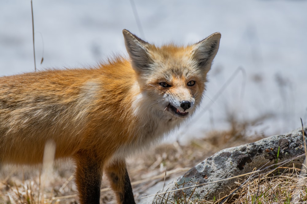 image of a an angry, snarling red fox 