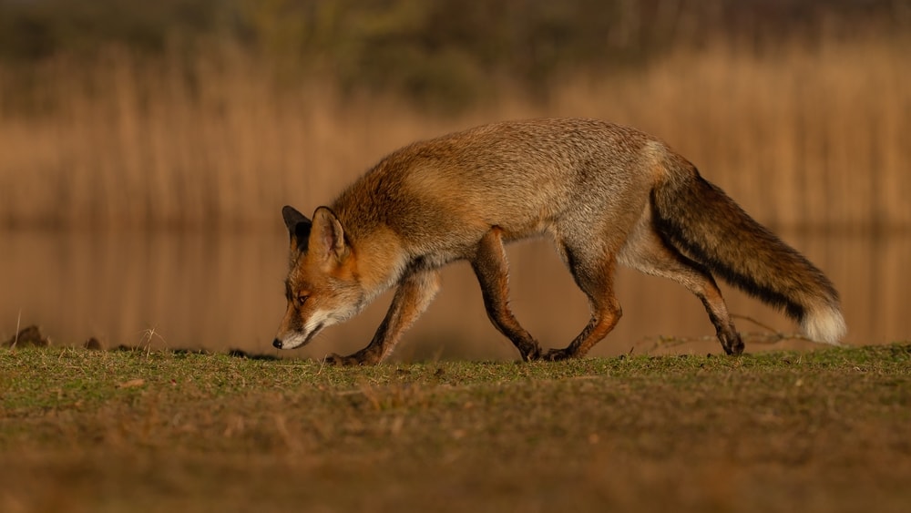 image of a fox sniffing the ground
